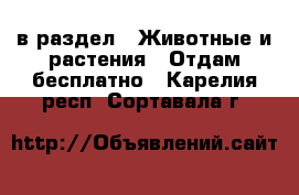  в раздел : Животные и растения » Отдам бесплатно . Карелия респ.,Сортавала г.